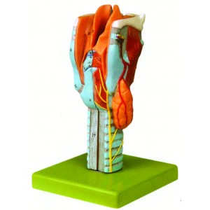 Larynx Model 2 Parts